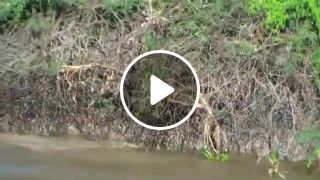 Jaguar diving into river to catch a Caiman