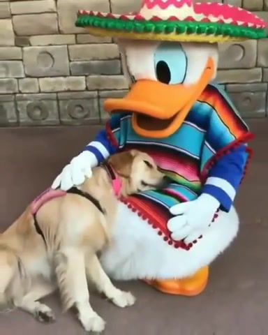 Nala the service dog meeting Donald Duck is the cutest thing ever, Dog, Love Dog, Cute, Cute Animals, Love Forever, Cute Dog, Love, Duck, Animals Pets