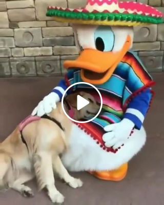 Nala the service dog meeting Donald Duck is the cutest thing ever