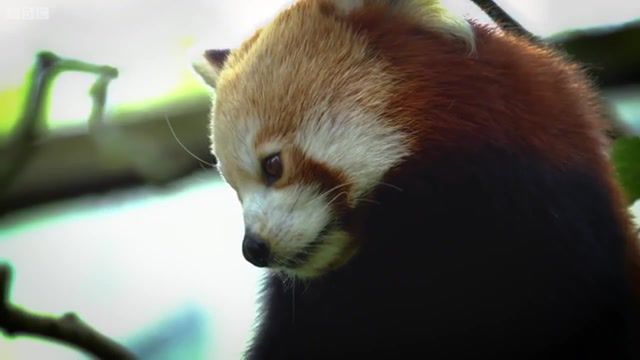 Panda network, red, panda, animals, cute, music, animals pets.