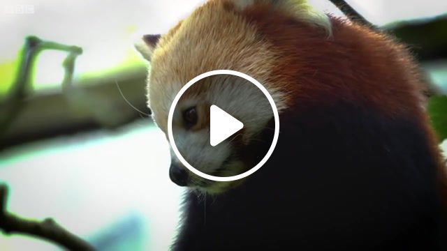 Panda network, red, panda, animals, cute, music, animals pets. #0