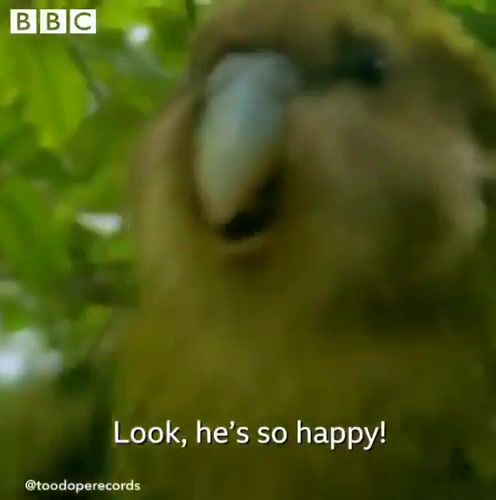 Real love - Video & GIFs | parrot,shag,bbc,animals pets