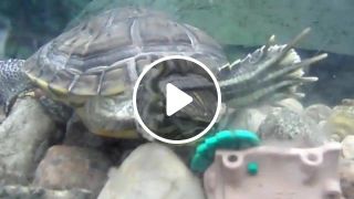 Saruman VS Turtle