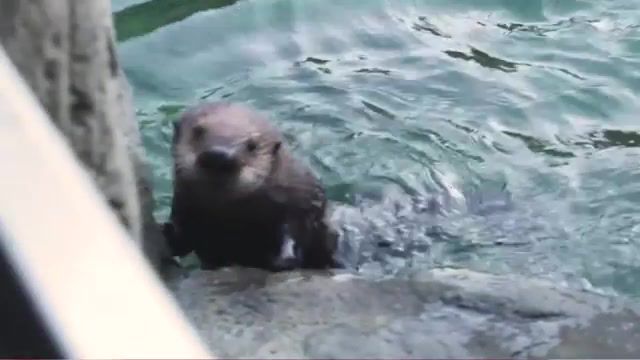 Sea otter says hello, ocean wise, ocean, conservation, oceans, save the oceans, save the planet, sea otter, cute, holding hands, holding paws, adorable, animal, fluffy, vancouver aquarium, rescued, pup, mom and pup, animals pets.
