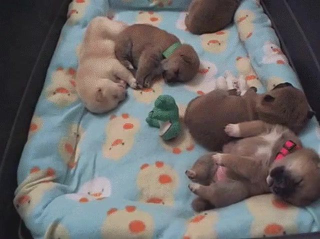 Snore Of Puppies. Puppies. Nyasha. Mimimi. Snoring. Dogs Sleep. Sleep. Dogs. Dog Sleeping. Dog. Dog Snore. Snore. Cute Vatrushka. Animals Pets.