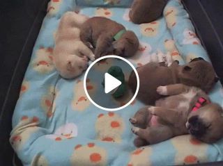 Snore of puppies