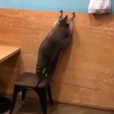This is a thick racoon - Video & GIFs | thick,fat,racoon,funny,table,tik,tok,tik tok,instagram,animal,cute,animals pets