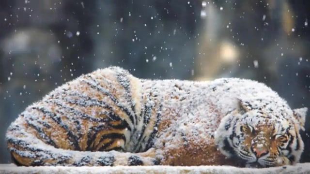 Tiger and snow, animals pets.
