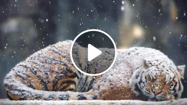 Tiger and snow, animals pets. #0
