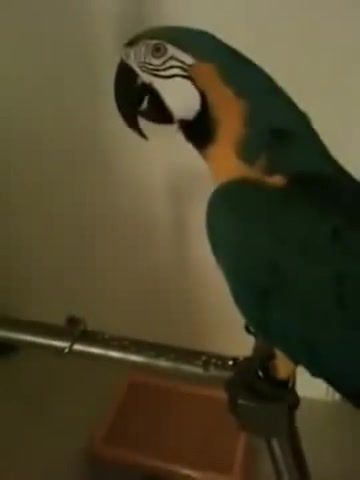 Wtf, parrot, says, ololo, puff, pyan, onotole, goof, rzhach, funny, frenzy, i, neigh, wtf, animals pets.