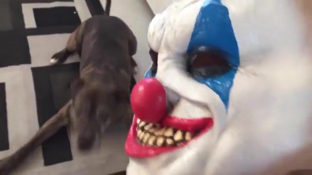 Can't touch this dog, i'm out, forreal, stop playing, the eyes, clown mask, dog scared of mask, dog, cant touch this, animals pets.