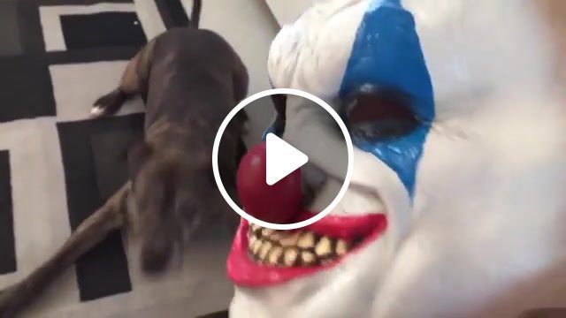 Can't touch this dog, i'm out, forreal, stop playing, the eyes, clown mask, dog scared of mask, dog, cant touch this, animals pets. #0