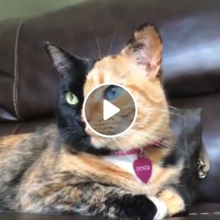 Cat Fusion