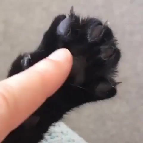 Cat nail - Video & GIFs | cat,nail,cats funny,of the day,animals,animals funny,animals pets