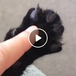 Cat nail