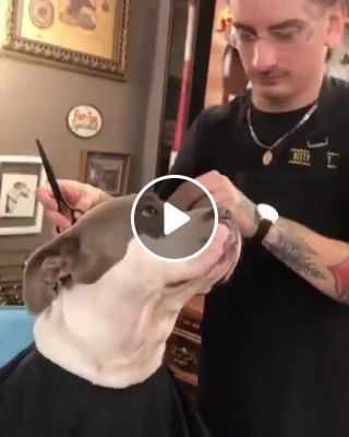 Dog Hairdressing