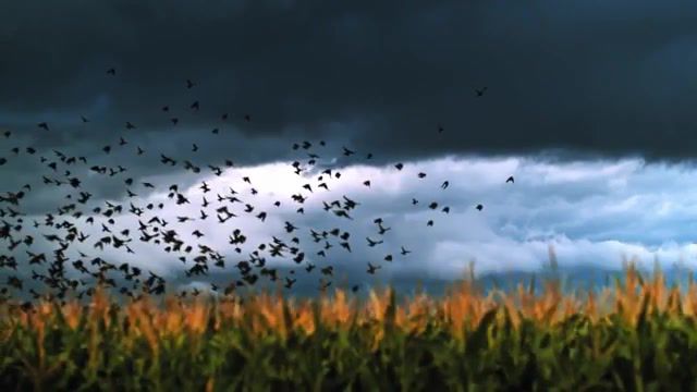 Fly birds - Video & GIFs | animals pets