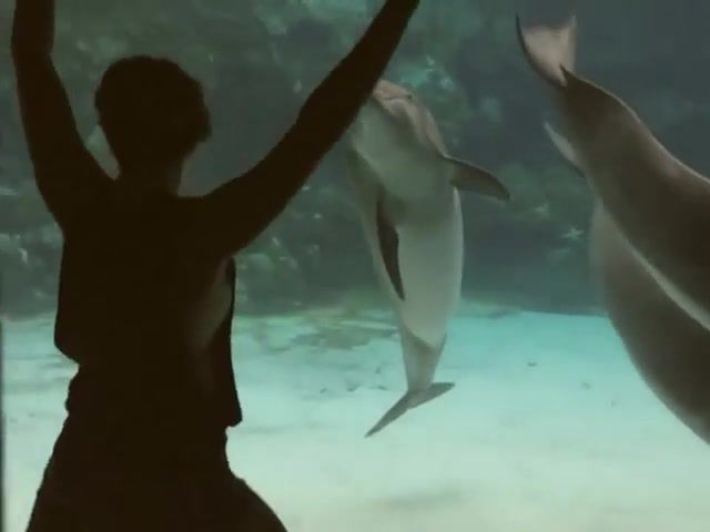 Girl makes dolphin laugh, dolphin, girl, water, chill, animals pets.