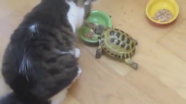 I wished, Humor, Cats, Turtle, Animals Pets