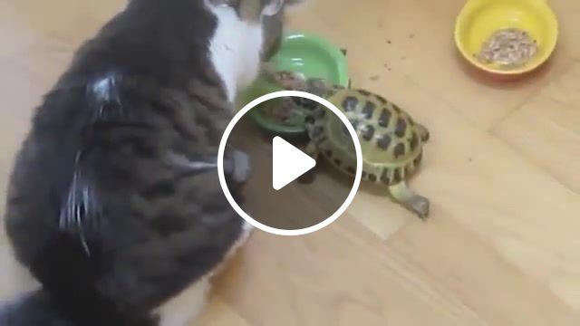 I wished, humor, cats, turtle, animals pets. #1