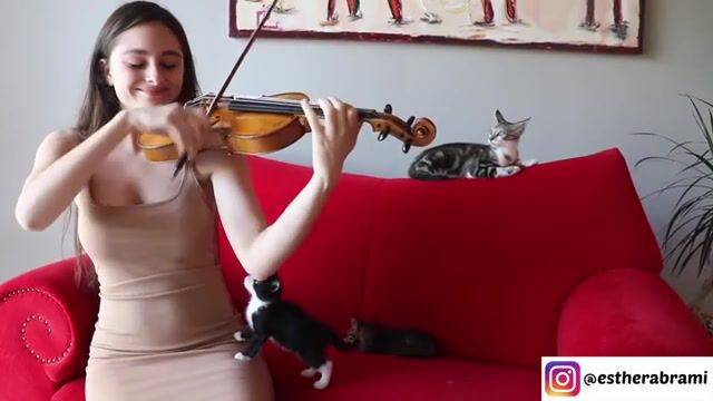 Kitten's Reaction To Me Playing The Violin, Cat, Cats, Kitten, Kittens, Chat, Violin, Esther Abrami, Violinist, Violin Music, Cat Reaction To Music, Clical Music, Clical Musician, Cutest Cat, Cute Kitten, Interntional Cat Day, Chat Abandon'e, Stradivarius, Lalo, Symphonie Espagnole, Violon, Tuto Violon, Violin Tutorial, Music Playlist, Piano Cat, Funny Cat, Girl, Animals Pets