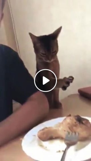 Kitty is Torn Between Affection and Chicken