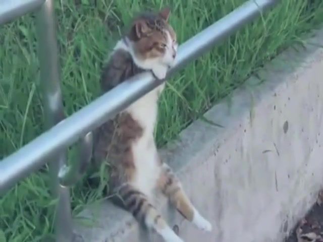 Live in my thoughts - Video & GIFs | meme,memes,animal,cat,laugh,humor,cute,pretty,fun,funny,loop,webm,animals pets