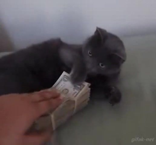 Money,money,money, Cat, Abba, Money, Animals Pets