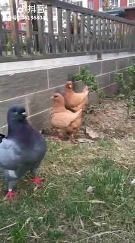 Nice Try Chicken, Animals Pets