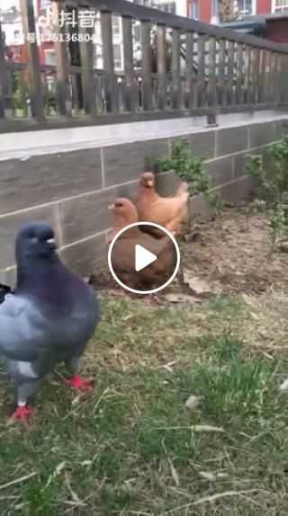 Nice try chicken