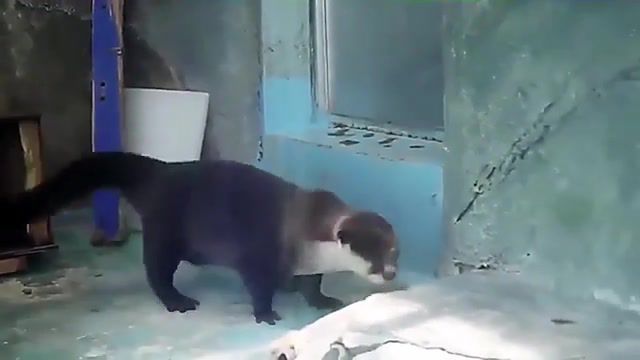 Otter Flex - Video & GIFs | otter,dance,dancing,rave,funny,funy,oter,pet,animal,nature,loop,asian,kitten,animals pets