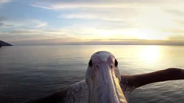 Pelican - Video & GIFs | gopro,hero2,hero3,hero3plus,hero4,hero camera,hd camera,stoked,rad,gopro hero 4,4k,pelican animal,pelican learns to fly,fishing industry industry,fishing,fish animal,learn to fly composition,learn,animals pets