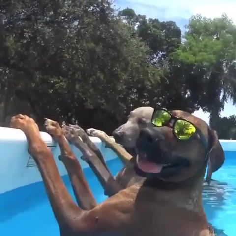 Pool dogs, dog, dogs, relax, chill, bath, pool, swim, sunny, warm, water, lounge, leisure, summer, wow, funny, pets, gta ost, willie williams, armageddon time, animals pets.
