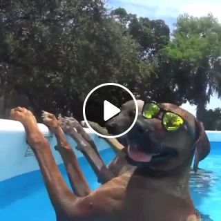 Pool dogs