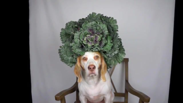SadDog - Video & GIFs | saddog,sad,funny dog,cute dog,dog with flowers on head,spring,plants,flowers,on head,dog balancing,dog balances,puppies,puppy,funny dogs,cute dogs,dogs,dog,beagle,lemon beagle,maymo,animals pets