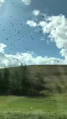 X files Birds. Exe has stopped working, Really Slow Motion Deadwood, Animals Pets