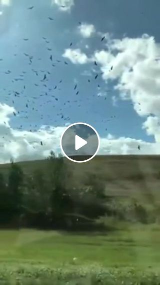 X files Birds. Exe has stopped working