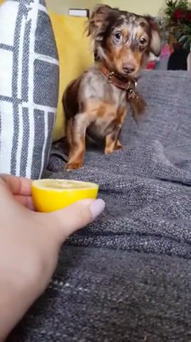 Attack of the lemon, Bark, Lemon, Dog, Animals Pets