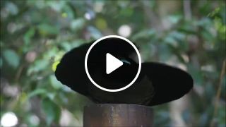 Bird Capoeira