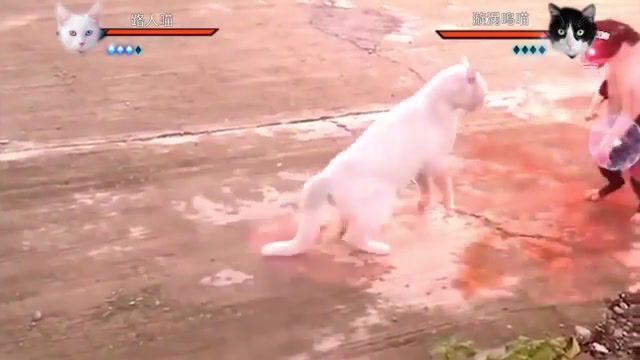 Cats with Naruto special effects - Video & GIFs | animals pets