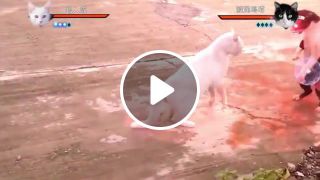 Cats with Naruto special effects