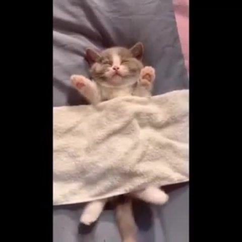 Drum kitty - Video & GIFs | drums,drum,meme,kitty,cat,animals pets