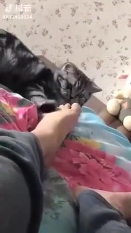 First foot fetish, cat, foot, funny, animals pets.