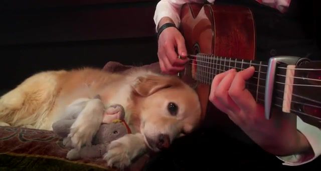 Green day boulevard of broken dreams trench and maple, green day, boulevard of broken dreams, guitar tab, trench, maple, acoustictrench, fingerstyle, green day tab, green day cover, solo guitar, tabs, how to play, cute, dog, guitar, animals pets.