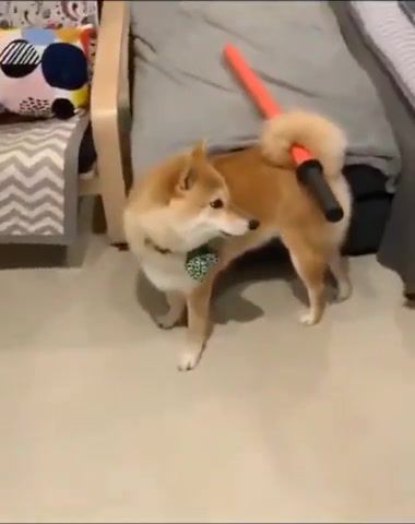 Hello there, General Kedoge, Animals Pets