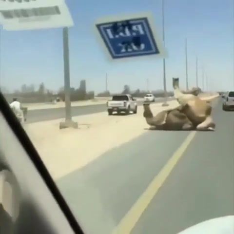 Ing traffic ing road, ing camels, funny, epic scene, though life, traffic jam, camel, animal, hot, best, hun, of the day, animals pets.