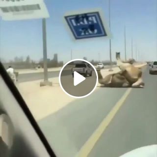 Ing traffic ing road, ing camels