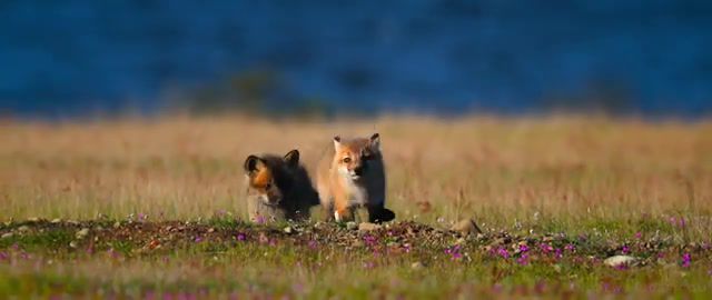 Newborn foxes play, foxes, fox kits, red foxes, baby foxes, cute, play, animals pets.