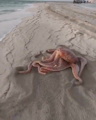 Octopus, octopus, animals, of the day, animals pets.