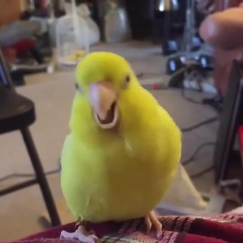 Ooo you touch parrot's tralala, Parrot, Ding Dong Song, Dance, Funny, Tralala, Gunther, You Touch, Mashup, Animals Pets